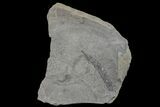 Pennsylvanian Fossil Fern (Neuropteris) Plate - Kentucky #160238-2